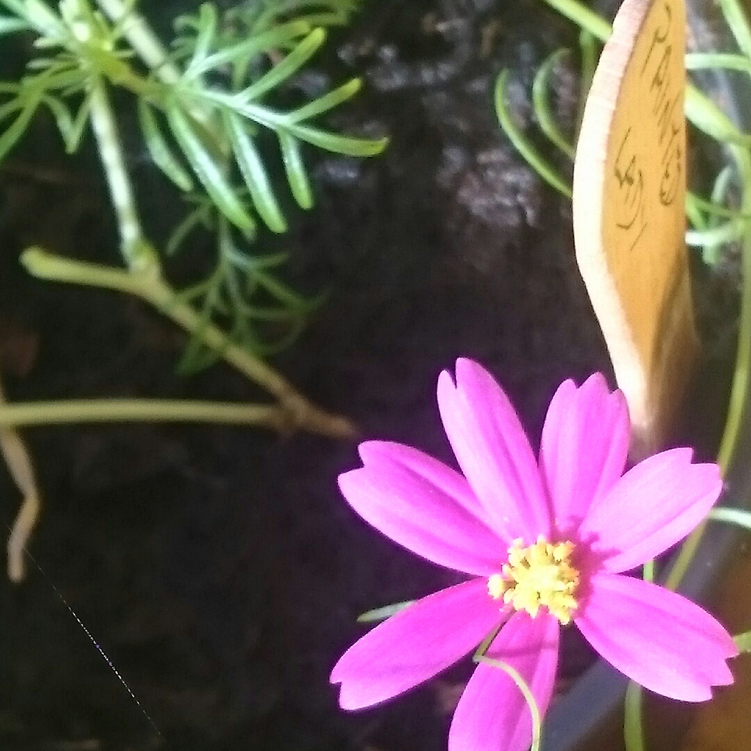 Cosmea Sonata Carmine in the GardenTags plant encyclopedia