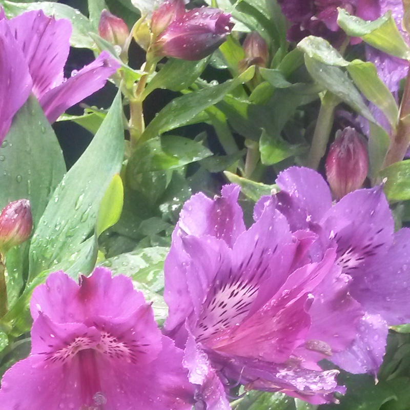 Peruvian Lily Inticancha Indigo in the GardenTags plant encyclopedia