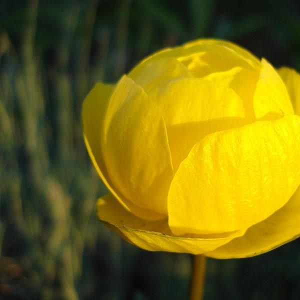 Globe Flower in the GardenTags plant encyclopedia