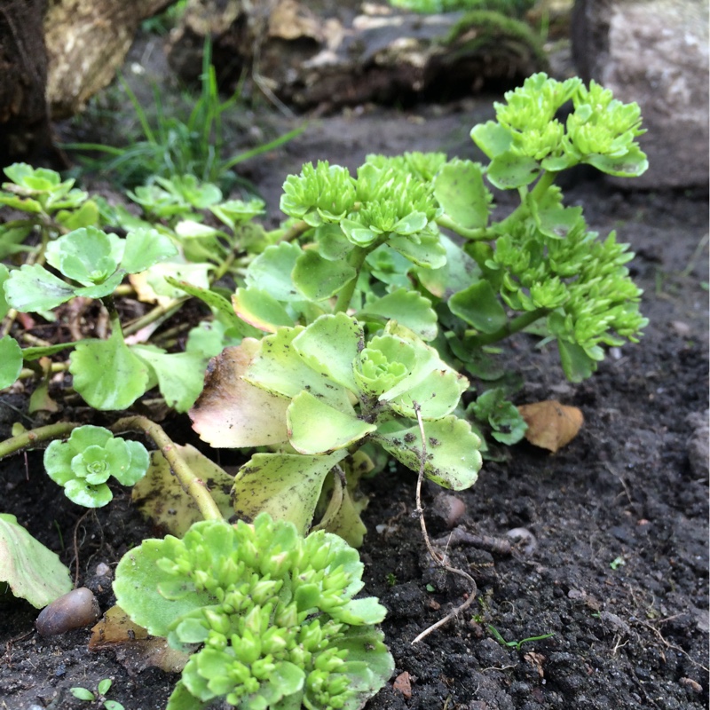 Stonecrop Green Mantle in the GardenTags plant encyclopedia