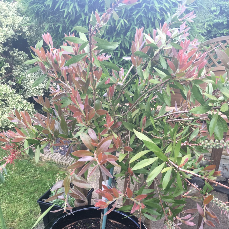 Bottle brush in the GardenTags plant encyclopedia