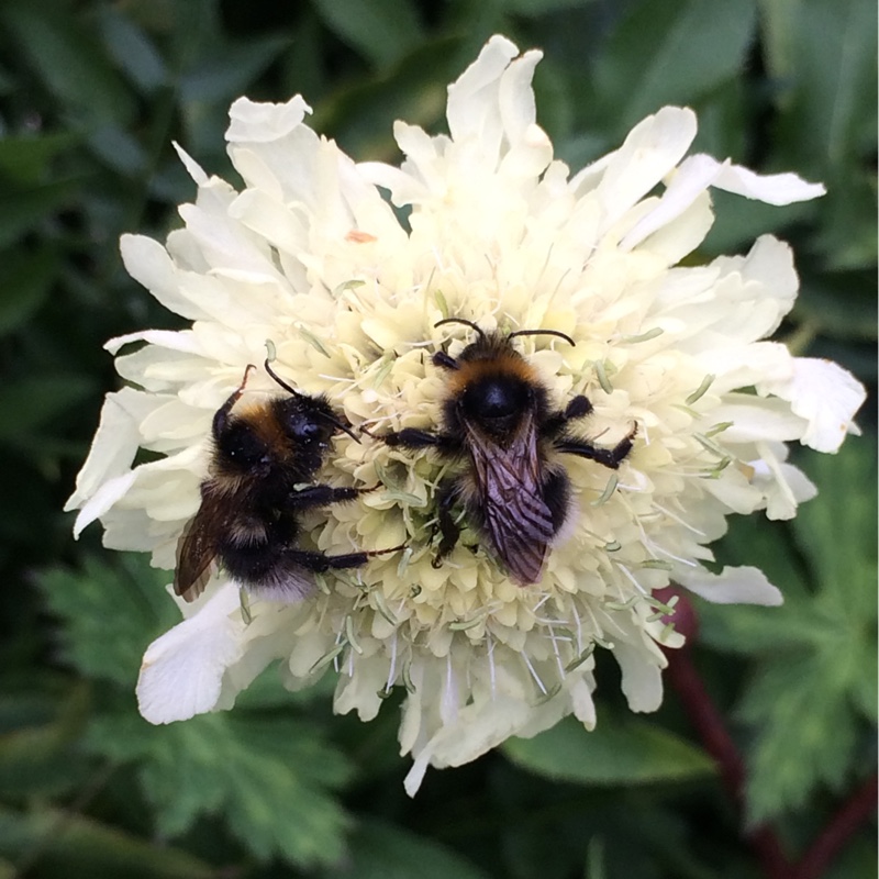 Giant Scabious in the GardenTags plant encyclopedia