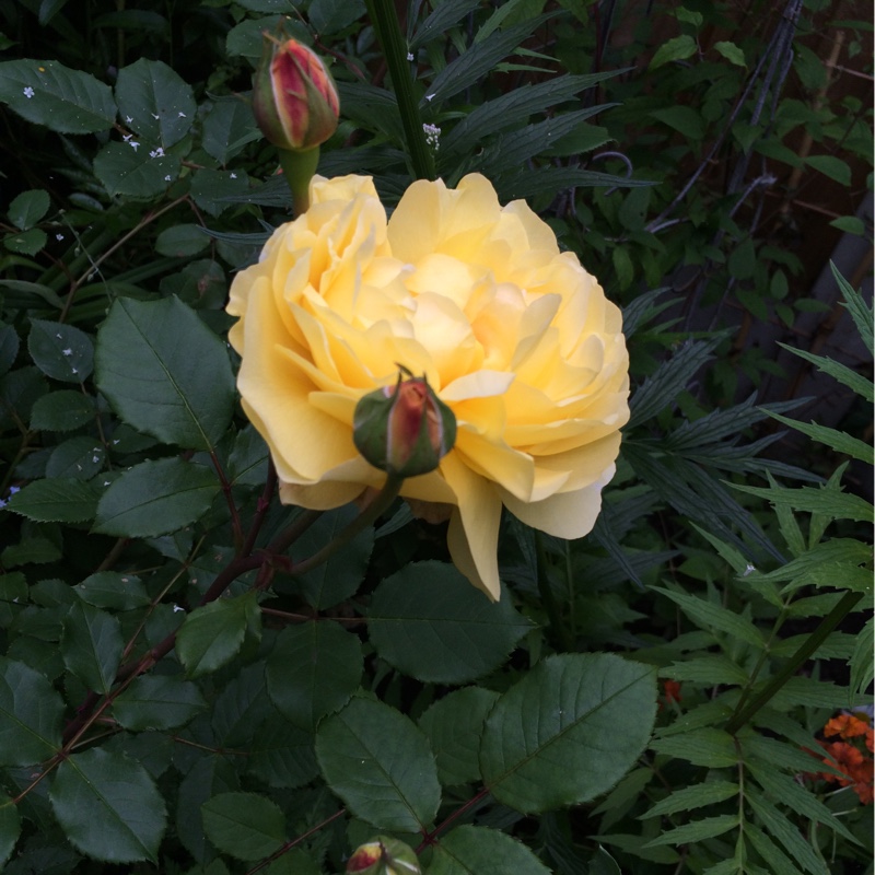 Rose The Poets Wife (Shrub) in the GardenTags plant encyclopedia