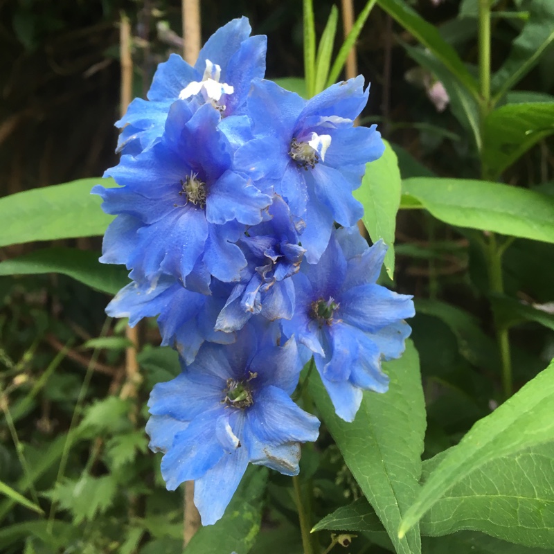 Delphinium Excalibur Light Blue in the GardenTags plant encyclopedia