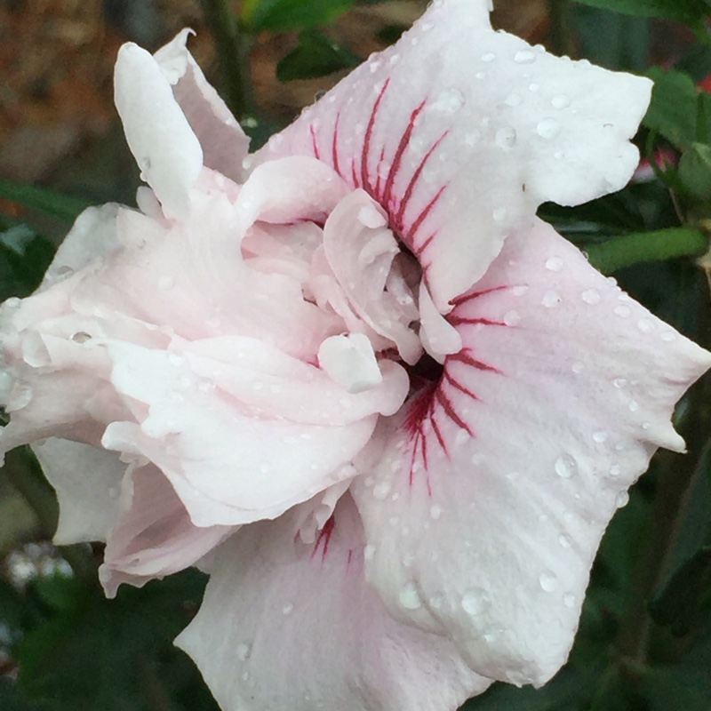 Rose of Sharon Lady Stanley in the GardenTags plant encyclopedia