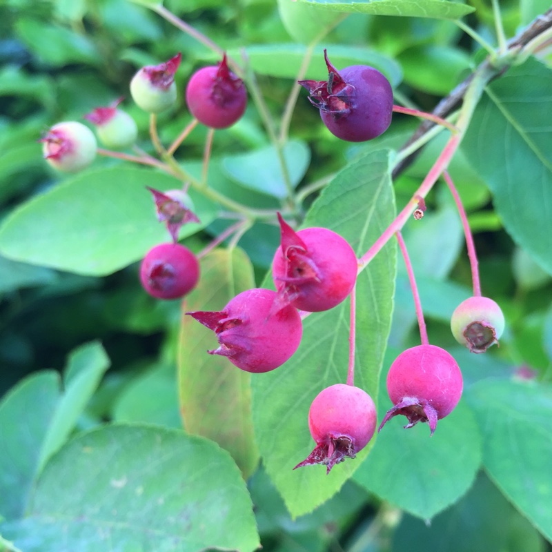 Shadbush in the GardenTags plant encyclopedia