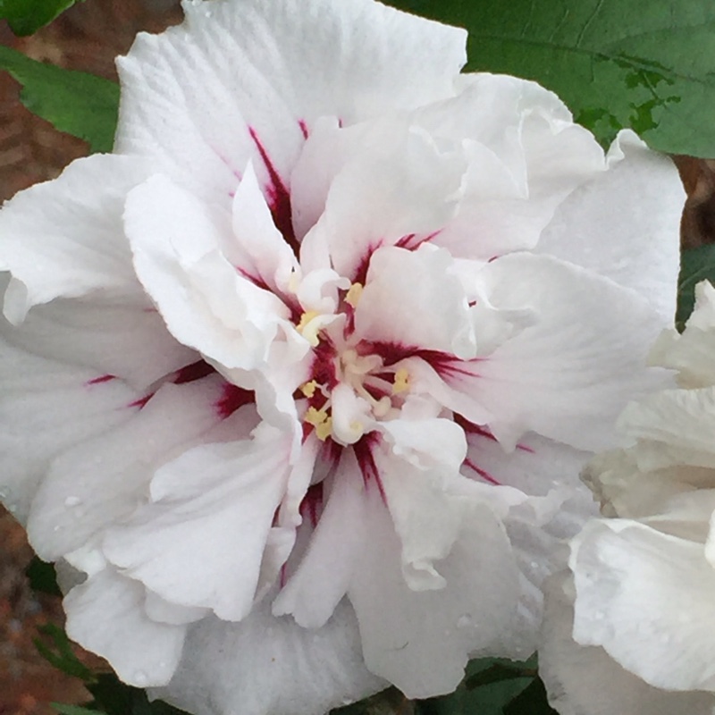 Hibiscus Syriacus 'Speciosus', Rose of Sharon 'Speciosus' in GardenTags ...