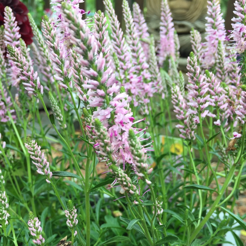 Spiked Speedwell Inspire Pink in the GardenTags plant encyclopedia