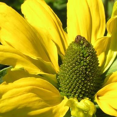 Great Coneflower in the GardenTags plant encyclopedia