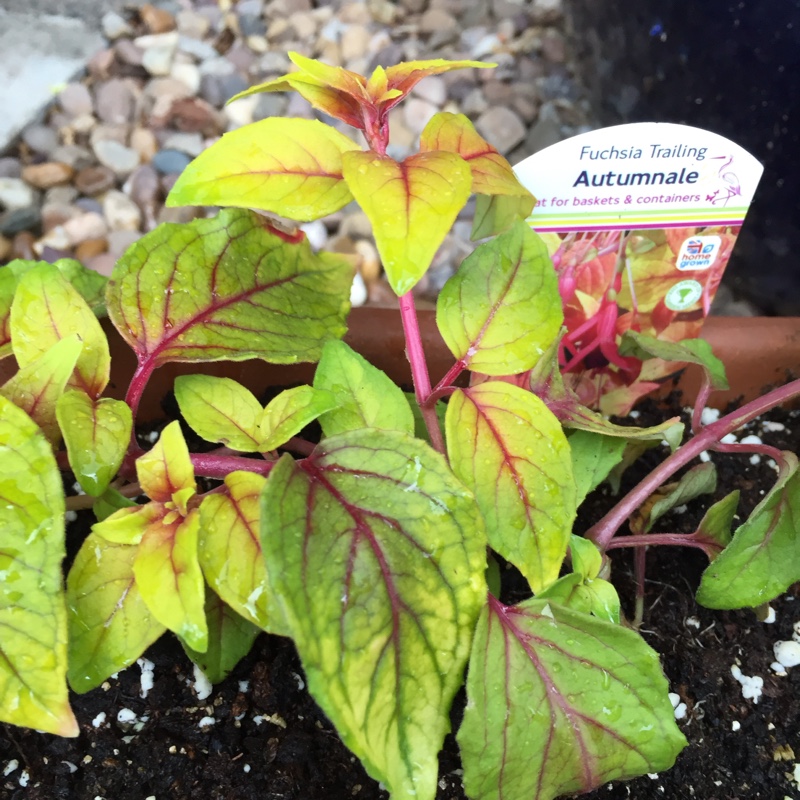 Fuchsia Autumnale in the GardenTags plant encyclopedia