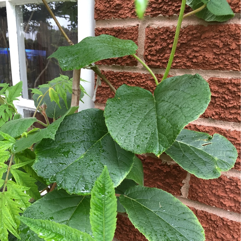 Hardy Kiwi in the GardenTags plant encyclopedia