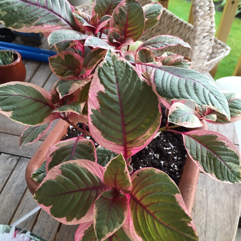 Fuchsia Firecracker in the GardenTags plant encyclopedia