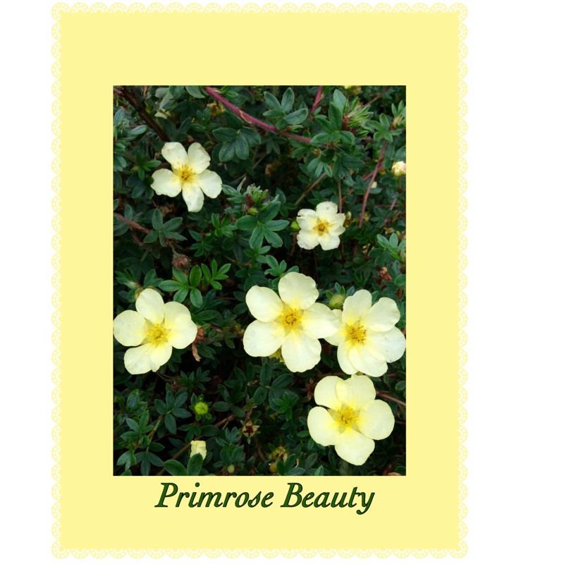 Shrubby cinquefoil  Primrose Beauty in the GardenTags plant encyclopedia