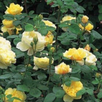 Rose Charles Darwin (Shrub) in the GardenTags plant encyclopedia