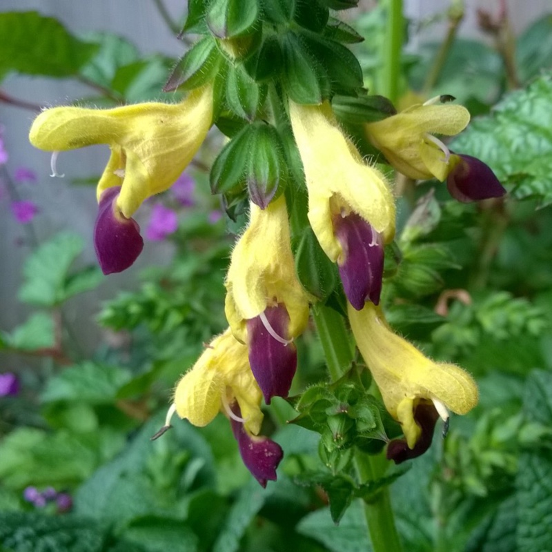 Salvia Blue Lips in the GardenTags plant encyclopedia