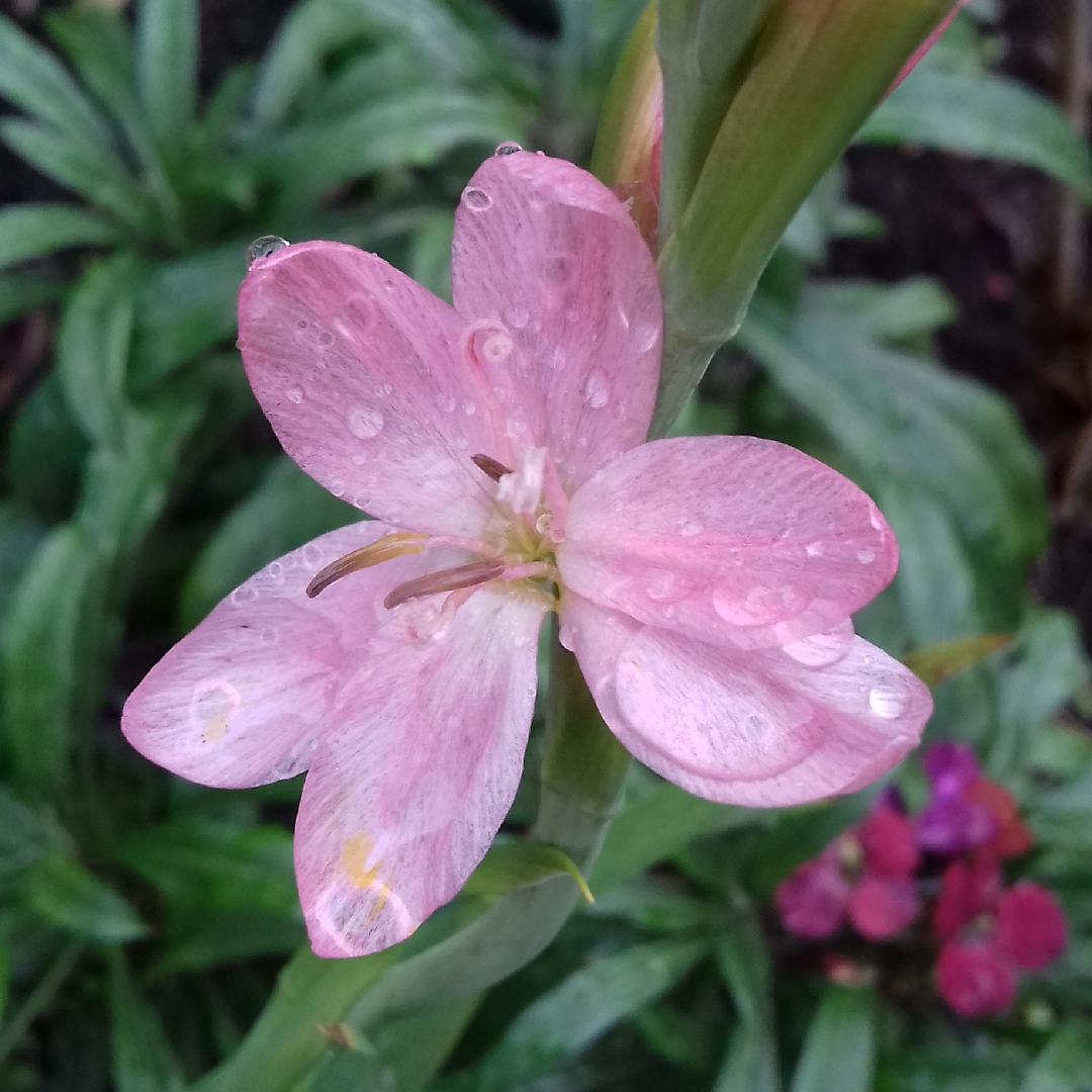 Crimson Flag Lily Mollie Gould in the GardenTags plant encyclopedia