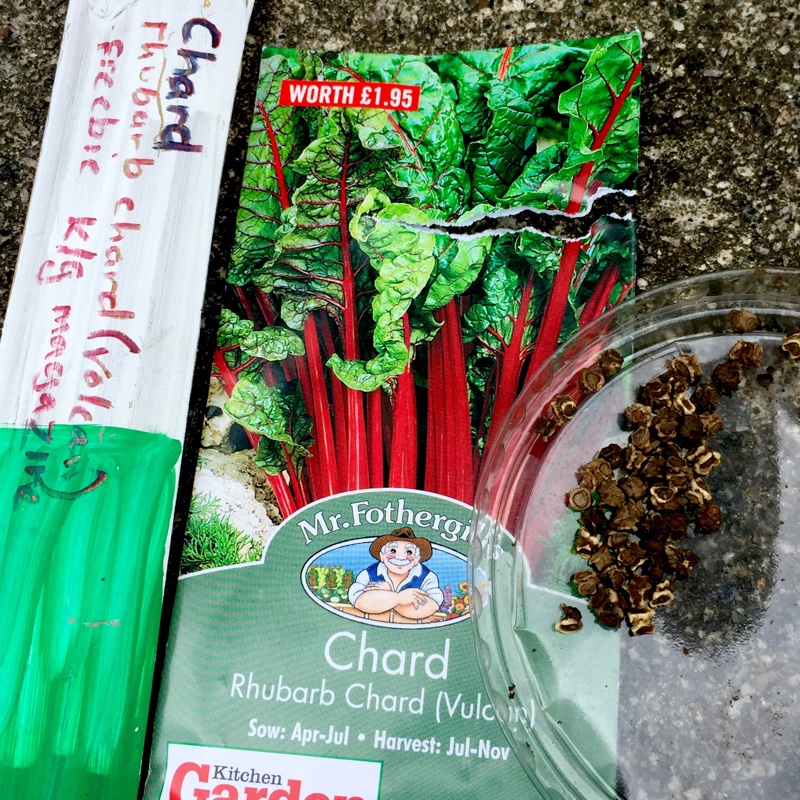 Chard Red Vulcan in the GardenTags plant encyclopedia