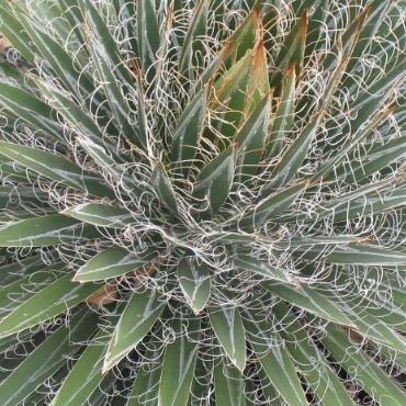 Thread Leaf Agave in the GardenTags plant encyclopedia