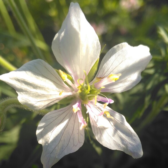 Geranium Double Jewel in the GardenTags plant encyclopedia