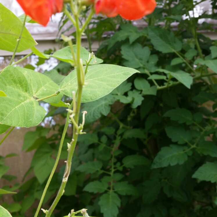 Purple Climbing French Bean Trionfo violetto in the GardenTags plant encyclopedia