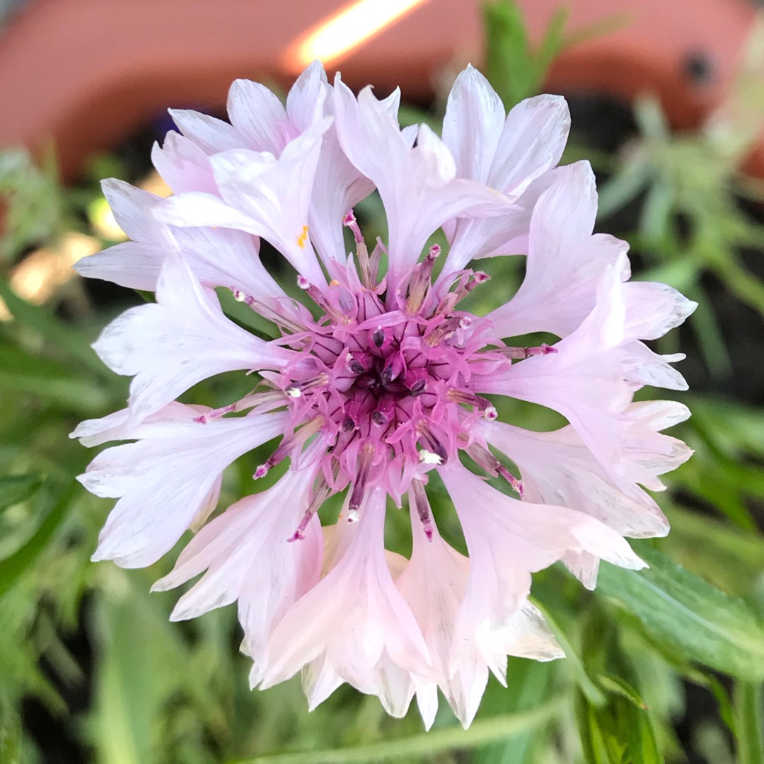 Cornflower Polka Dot Mix (Mix) in the GardenTags plant encyclopedia