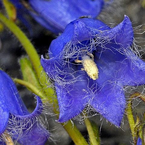 Bearded Bellflower in the GardenTags plant encyclopedia