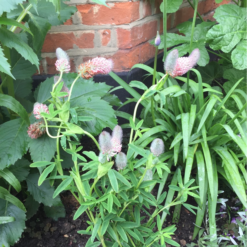 Red Trefoil - Pink Form in the GardenTags plant encyclopedia