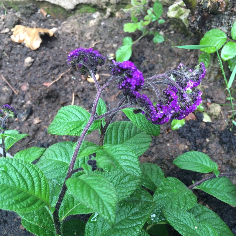 Cherry Pie Plant Butterfly Kisses in the GardenTags plant encyclopedia