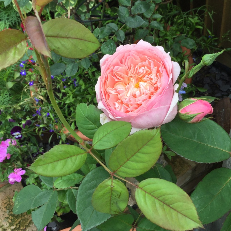 Rose The Alnwick Rose (Shrub) in the GardenTags plant encyclopedia