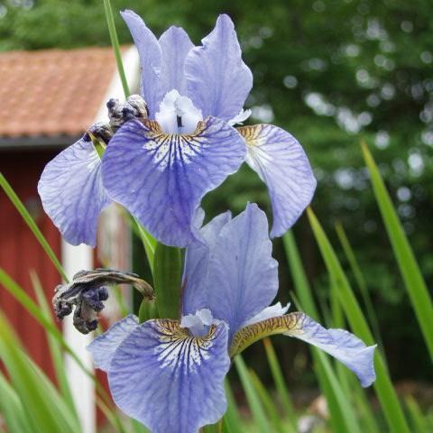 Siberian Iris in the GardenTags plant encyclopedia