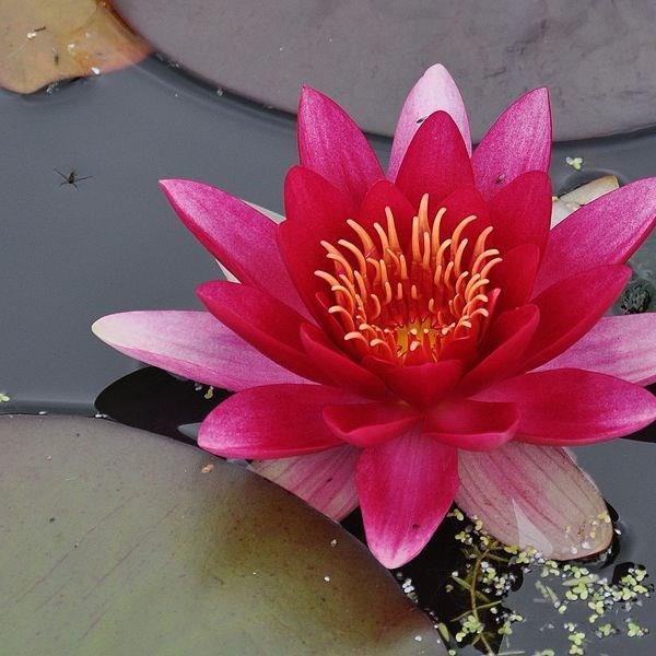 Water Lily Attraction in the GardenTags plant encyclopedia