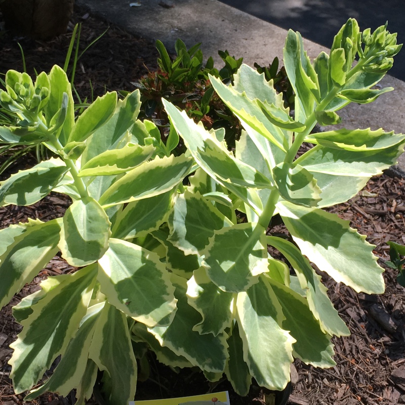 Sedum Elsies Gold in the GardenTags plant encyclopedia