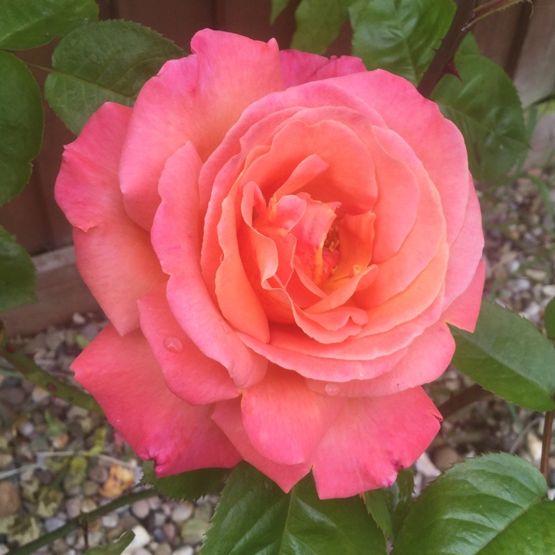 Rose Troika (Hybrid Tea) in the GardenTags plant encyclopedia