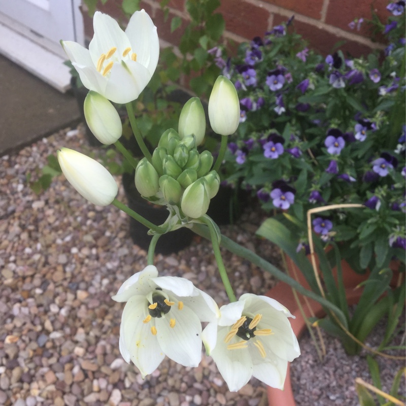 Arabian Star Flower in the GardenTags plant encyclopedia