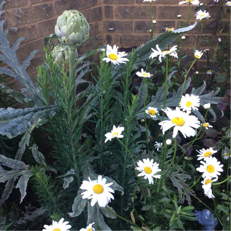 Shasta Daisy Elisabeth in the GardenTags plant encyclopedia