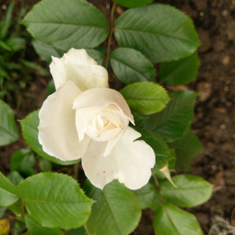 Floribunda Rose Princess Of Wales Hardinkum in the GardenTags plant encyclopedia