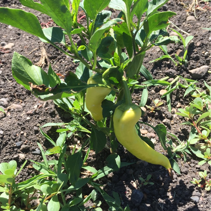 Sweet Pepper Sweet Banana in the GardenTags plant encyclopedia