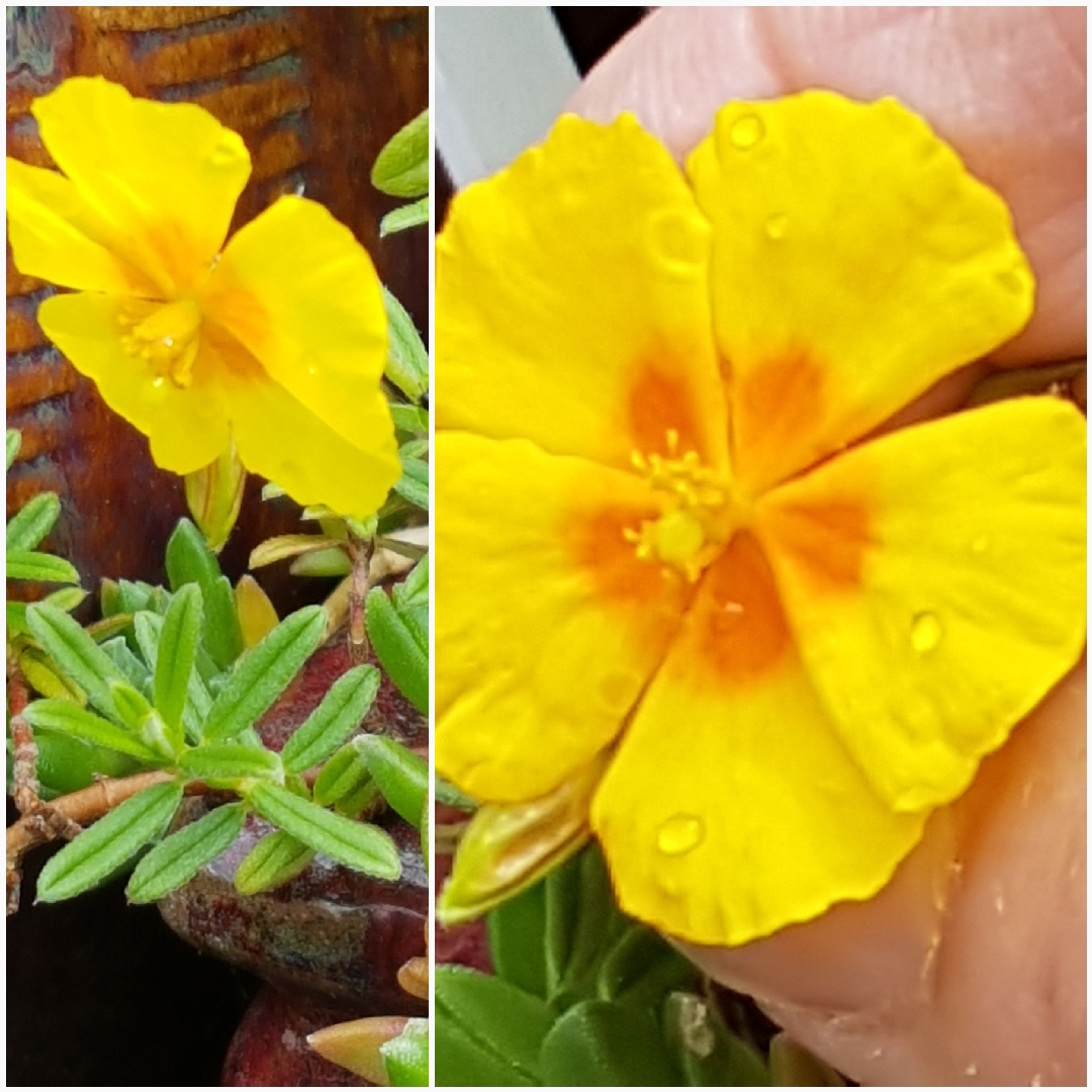 Rock Rose Ben Fhada in the GardenTags plant encyclopedia