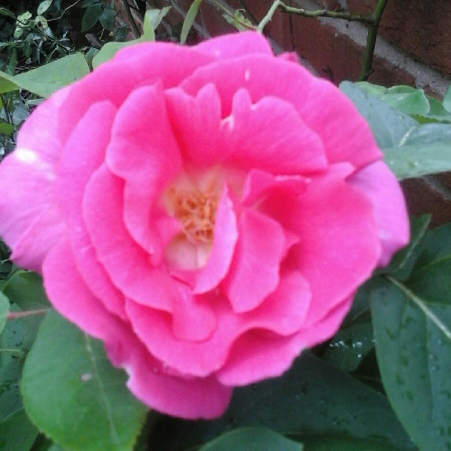 Rose Wendy Cussons (Hybrid Tea) in the GardenTags plant encyclopedia