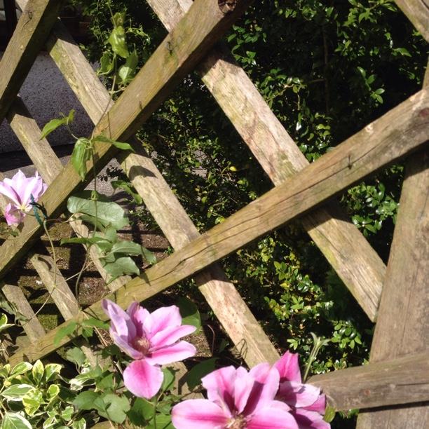 Clematis Bees Jubilee in the GardenTags plant encyclopedia