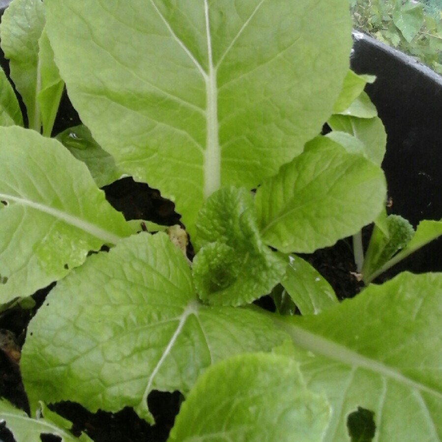 Chinese Cabbage Yuushou F1 in the GardenTags plant encyclopedia