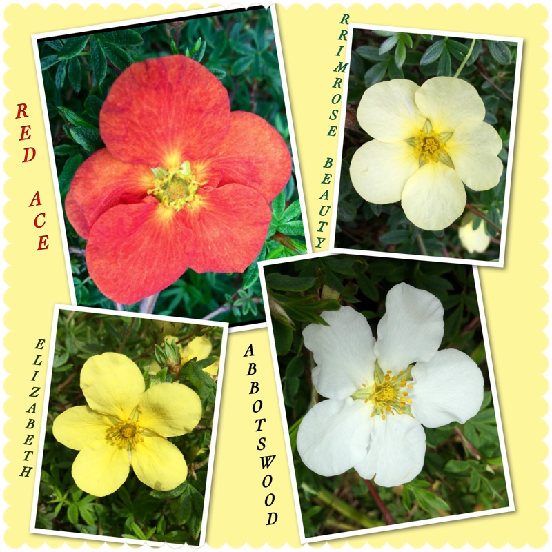 Shrubby cinquefoil in the GardenTags plant encyclopedia