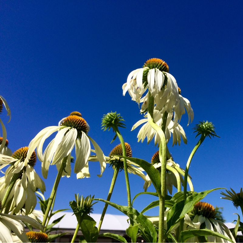 Coneflower Alba in the GardenTags plant encyclopedia