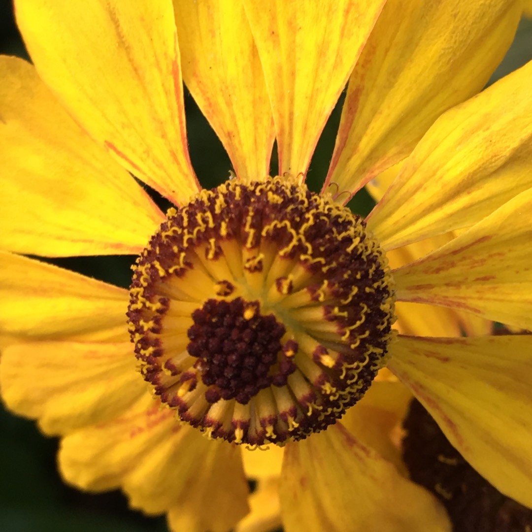 Sneezeweed Sahins Early Flowerer in the GardenTags plant encyclopedia