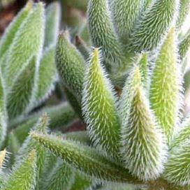 Crassula mesembryanthemoides in the GardenTags plant encyclopedia