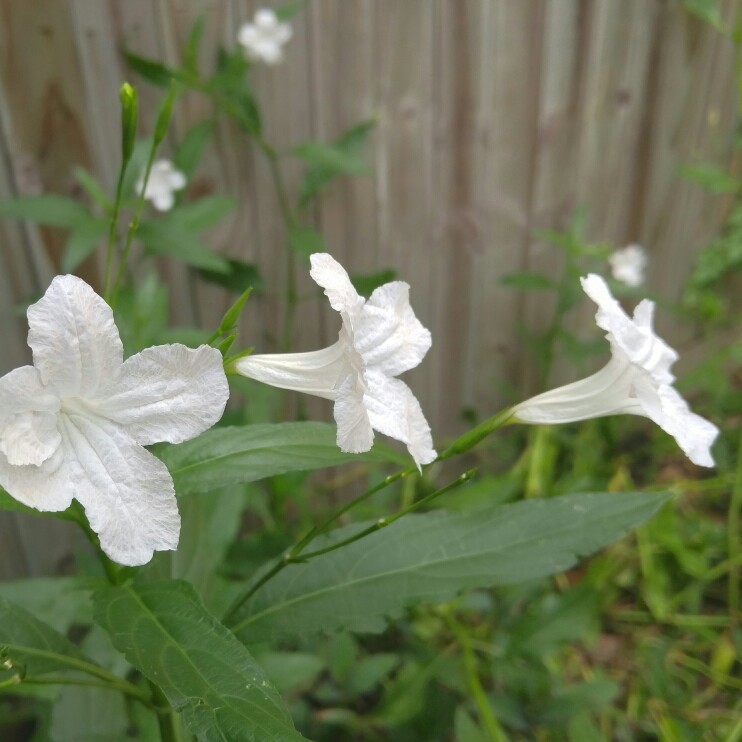 White Katie Ruellia in the GardenTags plant encyclopedia