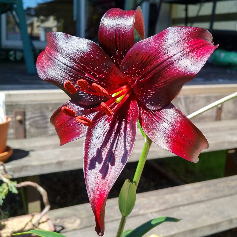 Lily Night Flyer (Asiatic) in the GardenTags plant encyclopedia