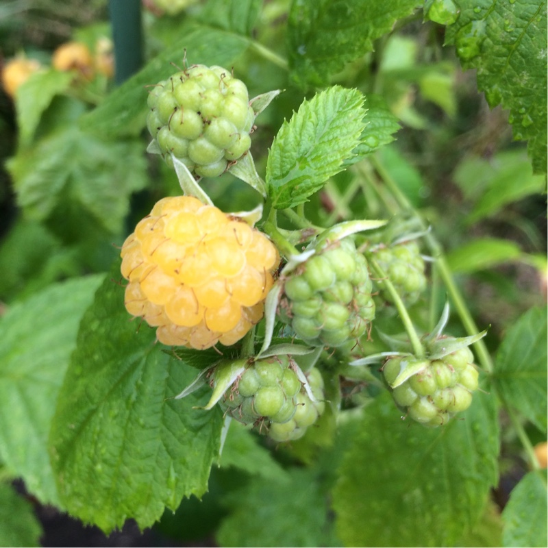 Raspberry All Gold in the GardenTags plant encyclopedia