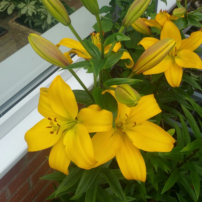 Lily Nashville (Other) in the GardenTags plant encyclopedia