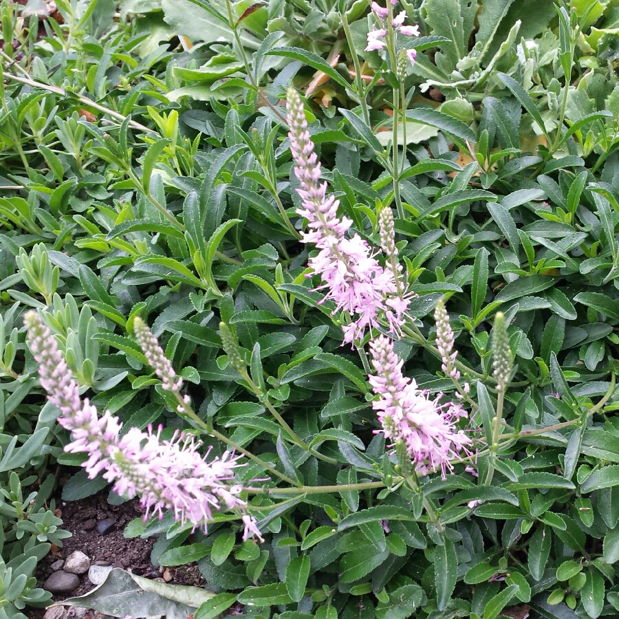 Speedwell Giles van Hees in the GardenTags plant encyclopedia